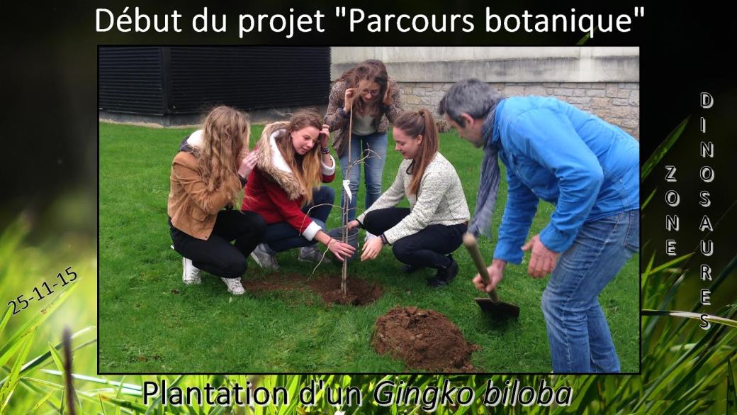 plantation arbre